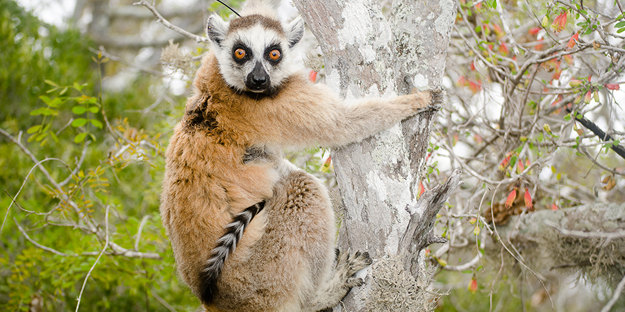 lemurcatta_900x450